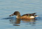 shoveler_051007e.jpg