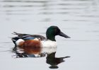 shoveler_101009a.jpg