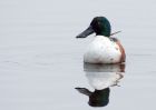 Filename=shoveler_101009b.jpg
Filesize=174KB
Dimensions=1000x714
Date added=Oct 11, 2009 shoveler_101009b.jpg
