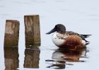 shoveler_101009e.jpg