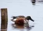 shoveler_101009g.jpg