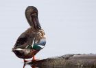 shoveler_101009i.jpg