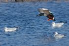 shoveler_140213f.jpg