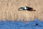 shoveler_140213g.jpg