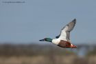 shoveler_140213i.jpg