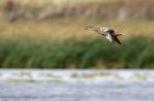 shoveler_140911a.jpg