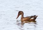 shoveler_160909a.jpg