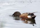 shoveler_160909b.jpg