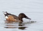 shoveler_160909d.jpg