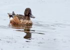 shoveler_160909i.jpg