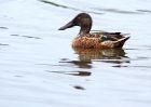 shoveler_160909j.jpg