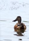 shoveler_160909k.jpg