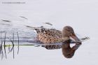 shoveler_160911c.jpg