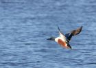 shoveler_170111a.jpg