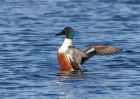 shoveler_170111c.jpg