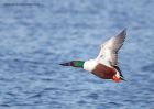 shoveler_170111f.jpg