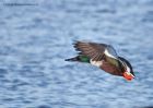 shoveler_170111g.jpg