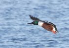 shoveler_170111h.jpg