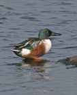 shoveler_1710c.jpg