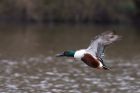 shoveler_190311a.jpg