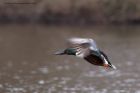 shoveler_190311b.jpg