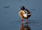 shoveler_191207b.jpg