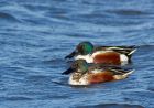 Filename=shoveler_240108a.jpg
Filesize=181KB
Dimensions=800x562
Date added=Aug 03, 2008 shoveler_240108a.jpg