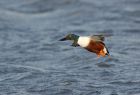 shoveler_240108c.jpg