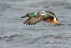 shoveler_240108e.jpg