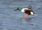 shoveler_240108f.jpg