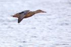 shoveler_241012b.jpg