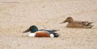 shoveler_SP_110119a.jpg