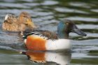 shoveler_mmWWT_300419a.jpg