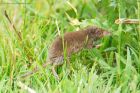 shrew_MM_190620a.jpg