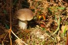 shroom_HB_200920a.jpg