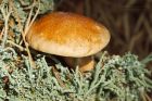 shroom_HB_200920b.jpg