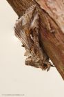 Filename=silverY_trap_160720a.jpg
Filesize=633KB
Dimensions=667x1000
Date added=Apr 11, 2021 silverY_trap_160720a.jpg