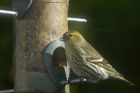 siskin_010414a.jpg