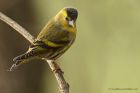 siskin_020114a.jpg