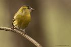 siskin_020114f.jpg