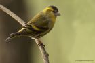 siskin_020114g.jpg