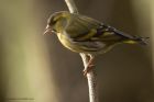 siskin_020114h.jpg