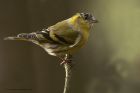 siskin_020114i.jpg