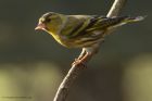 siskin_020114m.jpg