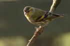 siskin_020114n.jpg