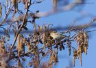 siskin_020311b.jpg