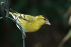 siskin_040314a.jpg