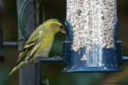 siskin_040314g.jpg