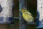 siskin_040314h.jpg