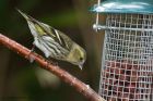 siskin_040314j.jpg